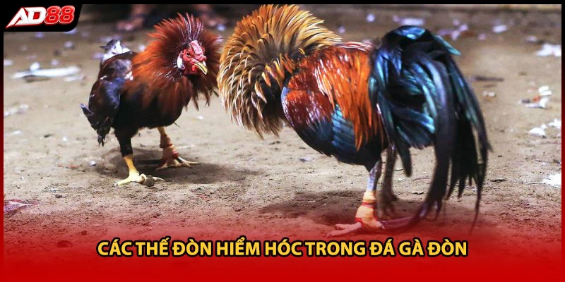 Các thế đòn hiểm hóc trong đá gà đòn